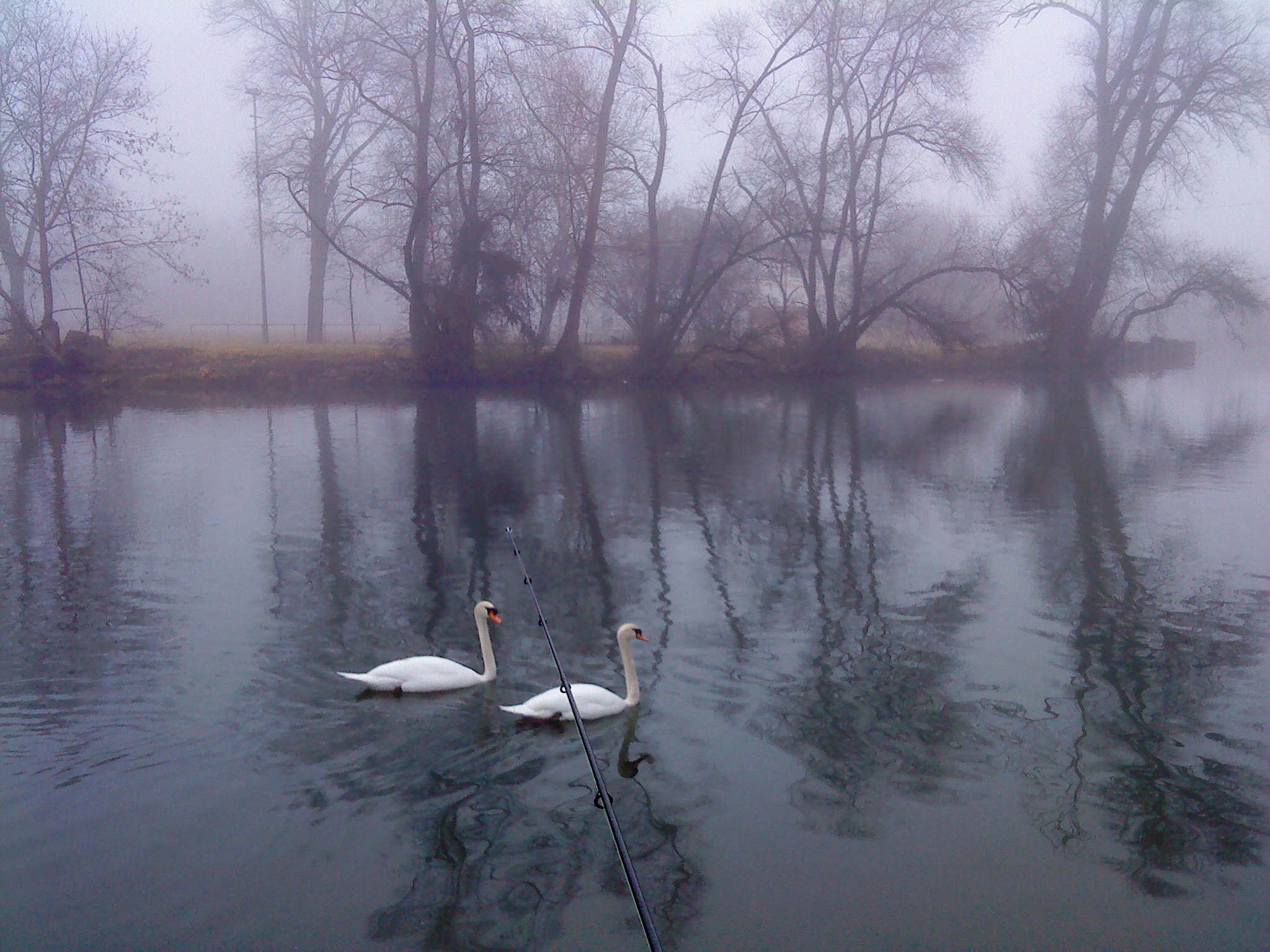 DSC00892 Schwäne im Nebel